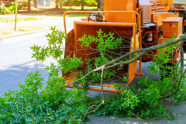 Best Residential Tree Removal  in USA